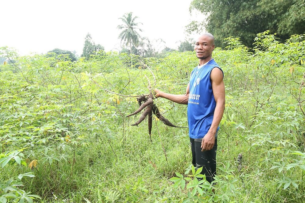Farmer harvesting cassava root by hand