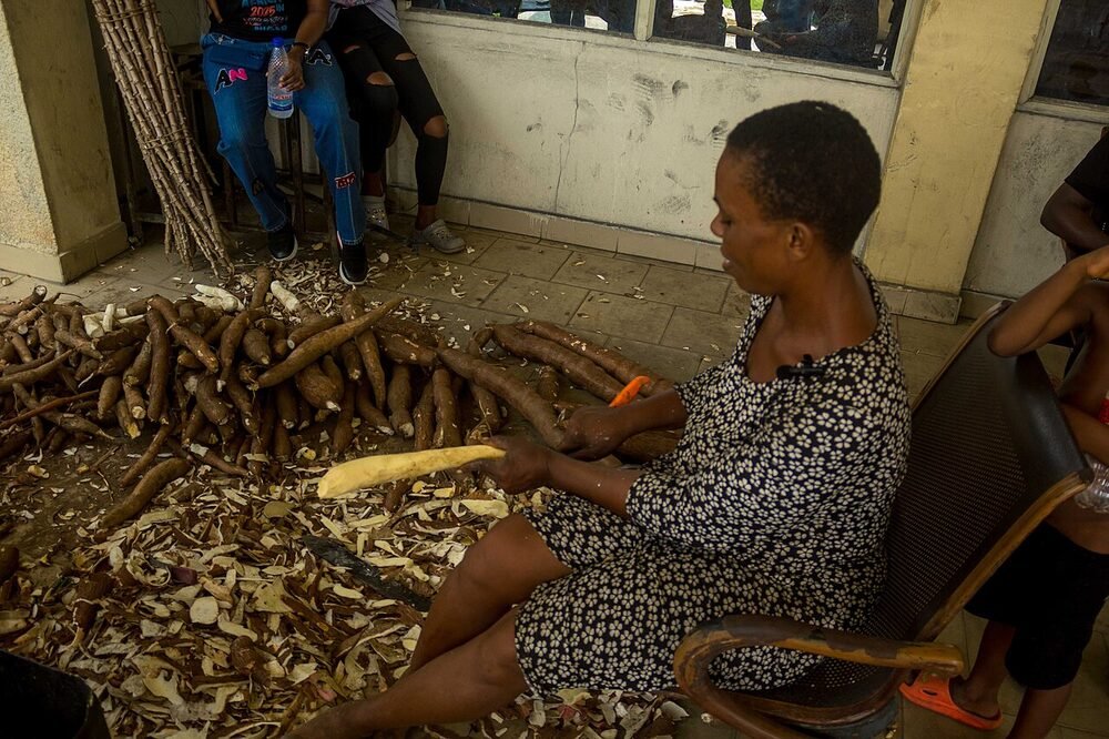 Farmer handling and peeling harvested cassava produce