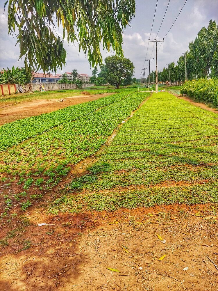 Rows of green crops on a cultivated farm field
