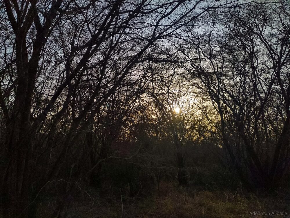 Woodland at sunset representing conservation-minded land use