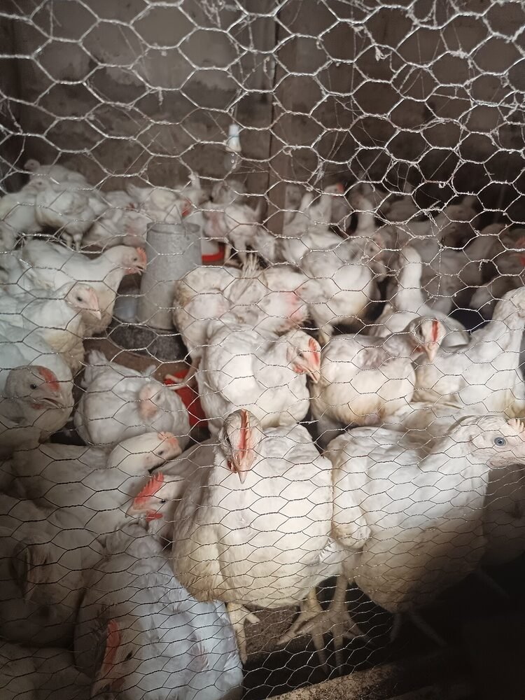 Chickens beside a feeder in a poultry pen