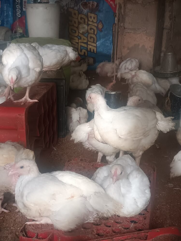 Group of broiler chickens on a production farm