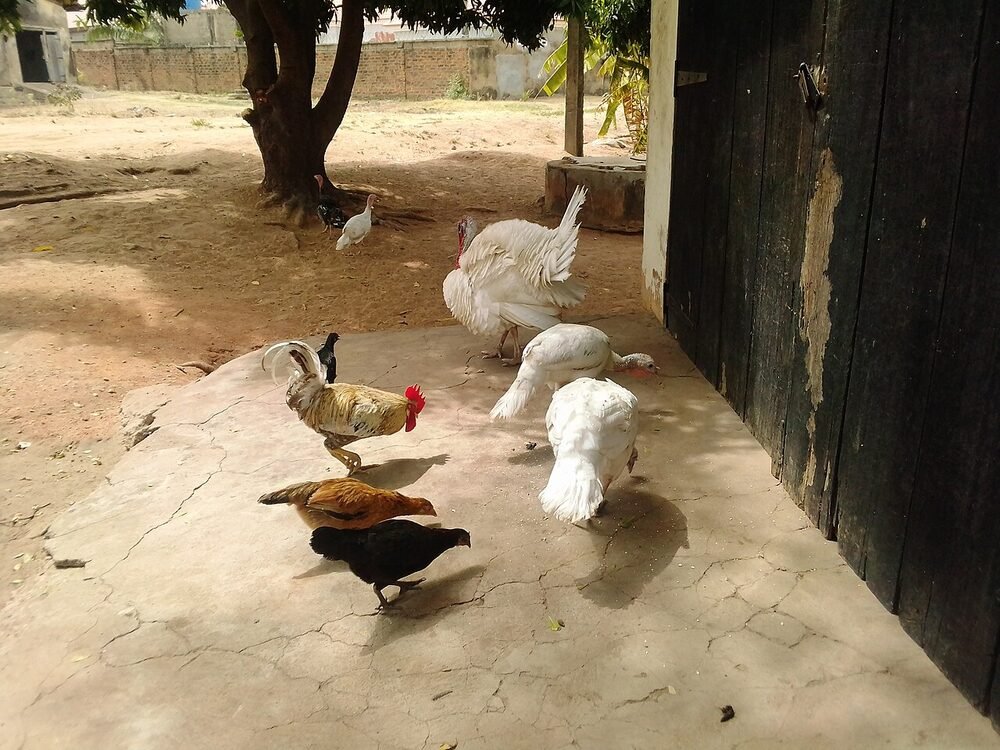 Mixed poultry in a farm compound