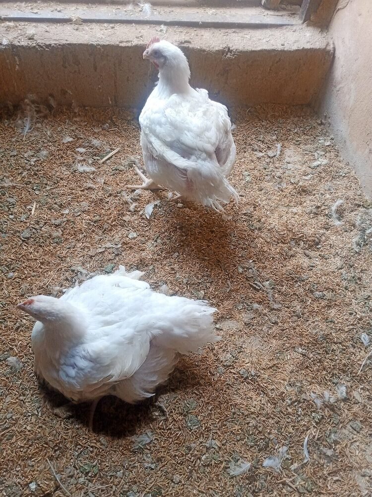 Broiler chickens on a poultry farm